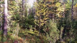 2022.09.24.1. Прогулка по лесу.