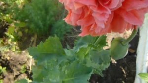 Пионовидный мак, очень красивый, растёт в моём саду.