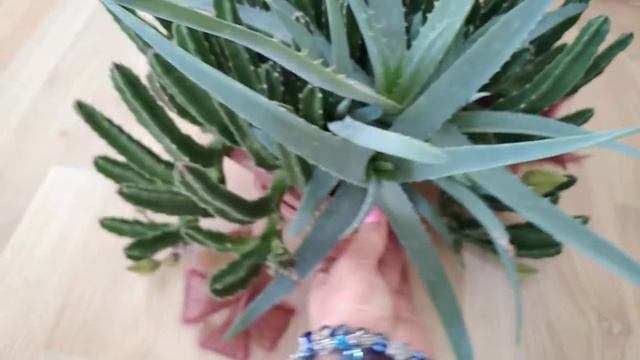 Стапелия, эуфорбия обессум -семяна!!! смотреть онлайн