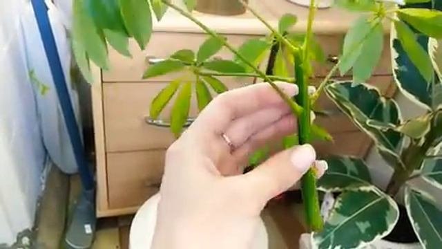Как заставить ветвиться шефлеру. Шефлера, размножение