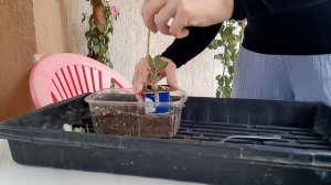 Адениум Mix. Сеянцы летнего посева без теплички. Прошло 2 месяца😊.