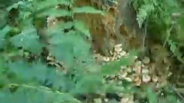 Так растут опята смотреть онлайн