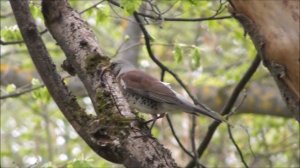2 мая 2023, Великий Новгород, Дрозд-Рябинник несет добычу для самки в гнезде