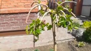 Плакучая Шелковица в Омске 2