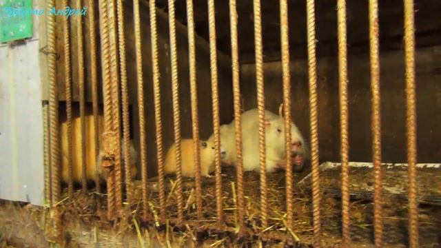 Нутрия разведение и содержание обзор смотреть онлайн