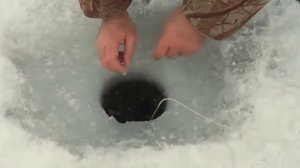 Видео зимняя рыбалка на оби