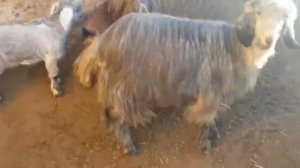 ОЛАМИ ХАЙВОНОТИ ХОНАГИ