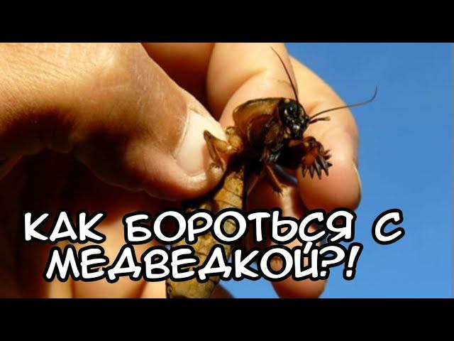 ОГОРОДНЫЕ ДЕЛА/КУПИЛИ ПШЕНИЦУ И КУКУРУЗУ ДЛЯ НАШИХ КУР/ДЕЛАЕМ КОМБИКОРМ ДЛЯ КУР САМИ/