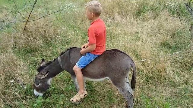 Прикольный Осёл ??????...