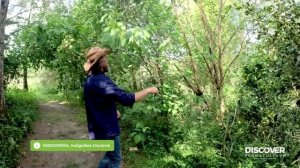 9 Прогулка и разговор в продовольственном лесу