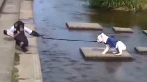 Очень смешное видео обезьяны с собакой