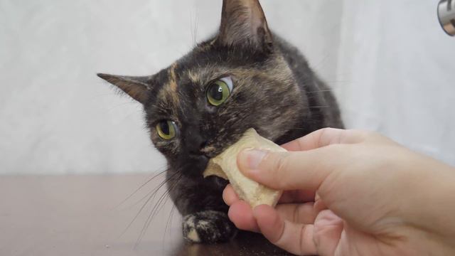 【ASMR】サクサクドライチキンを食べる猫咀嚼音🐈🎧 смотреть онлайн