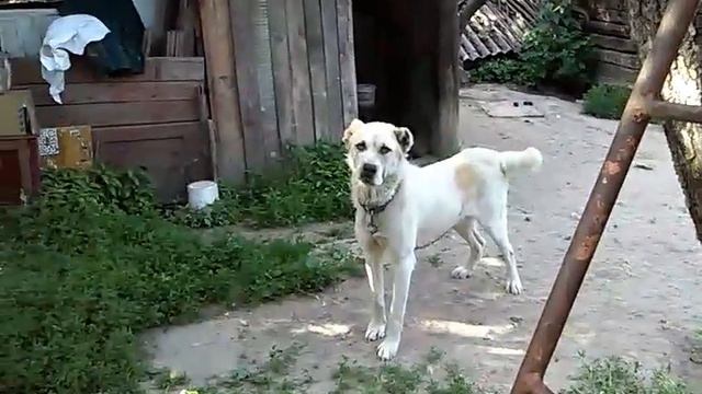 Жмеринка приют животных инвалидов SOS +380970373355 нужна любая ваша помощь смотреть онлайн