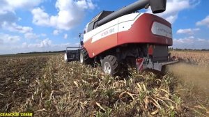 ИТОГ... Уборки Сорго/ЗАМЕНИТ ЛИ  Сорго... Кукурузу/Урожайность Сорго На Кубани