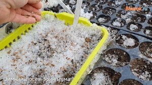 Зимний посев цветов эрингиума (синеголовника)