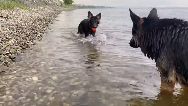 НЕВЕРОЯТНОЕ ПУТЕШЕСТВИЕ С ТРЕМЯ СОБАКАМИ смотреть онлайн