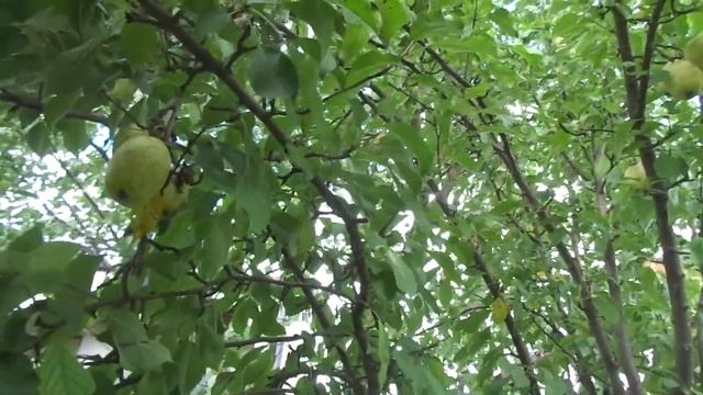 Яблоне "Кандиль" шторм не страшен. смотреть онлайн