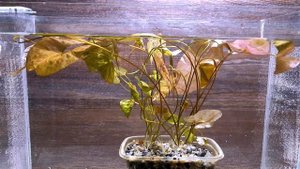 НИМФЕЯ КАРЛИКОВАЯ САНТАРЕМ ( NUMPHAEA gardneriana )