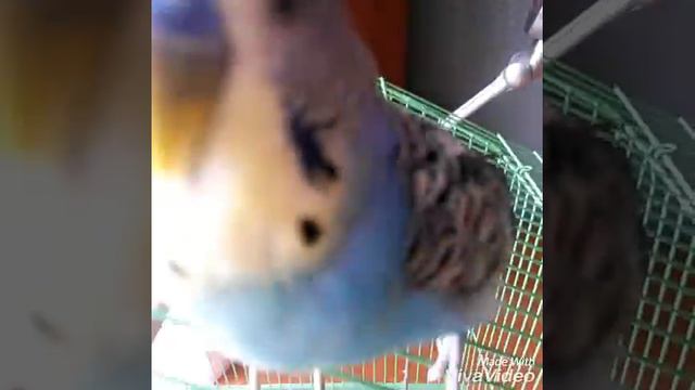 Мини влог. Чем Ричка занимается вне клетки. смотреть онлайн