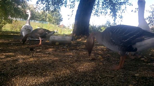 Гумменики. Рассказываю о своих диких гусях смотреть онлайн