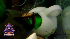 Аквариум в "ТЕРЕМКЕ"