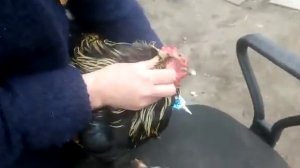 последствия после драки петухов