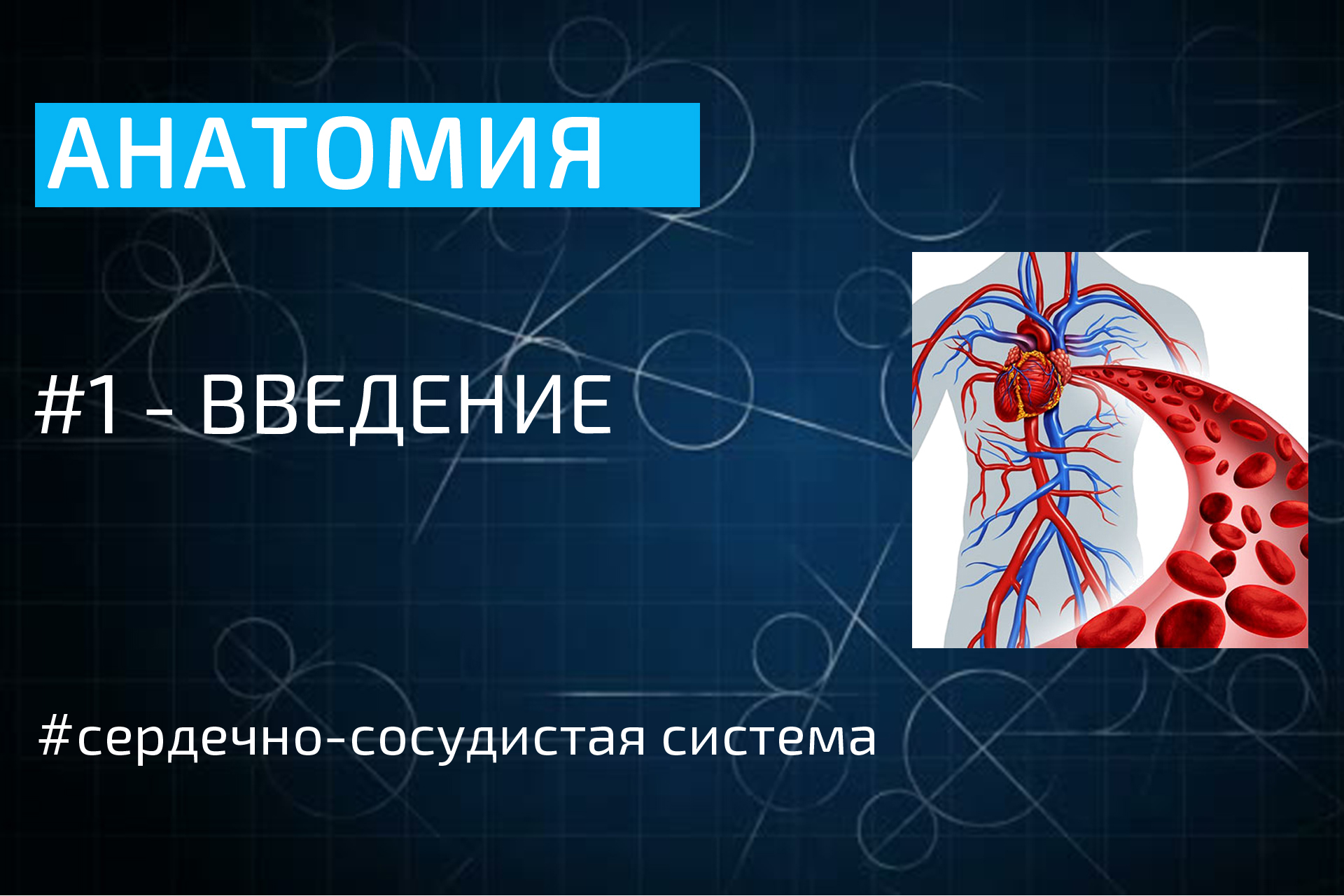 Анатомия сердечно сосудистой системы. ССС анатомия. Сердечно сосудистая система. Кровеносная система человека 3 класс. Козлов анатомия сердечно сосудистой системы.