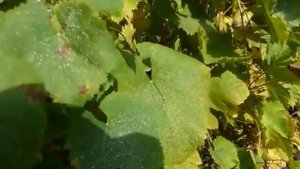 Сорт винограда Голден мускат.