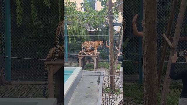 Tiger Park 🐅 Pattaya City # YouTubeShort