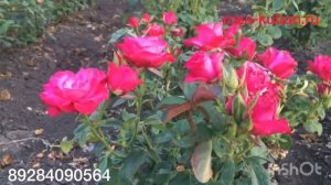 Чайная Роза Лола