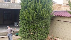 ? Формировка пятиметровых Туи / Стрижка ели / Туя / ёлка / #сад #video #ель #как #домисад