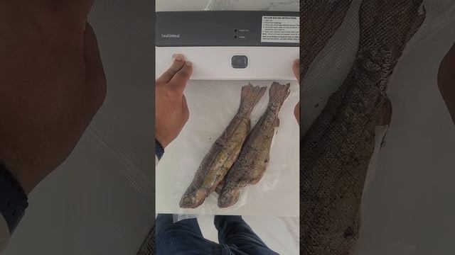 Вакуумная упаковка рыбы дома после копчения для долгого хранения. ? смотреть онлайн