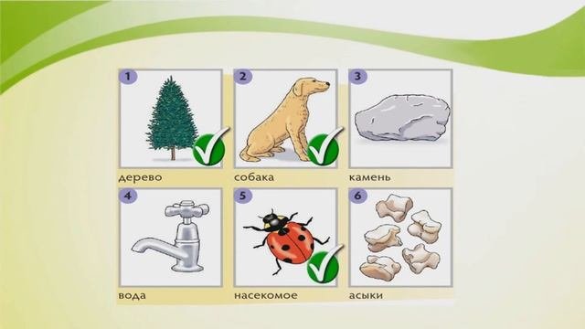 Естествознание. Я - исследователь. Растения - живые организмы.1 класс. Урок 1