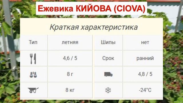ЕЖЕВИКА КИЙОВА - МОРОЗОСТОЙКИЙ сорт С ШИПАМИ. КРУПНАЯ ЯГОДА. ОПИСАНИЕ СОРТА, характеристики ОТЗЫВЫ