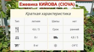ЕЖЕВИКА КИЙОВА - МОРОЗОСТОЙКИЙ сорт С ШИПАМИ. КРУПНАЯ ЯГОДА. ОПИСАНИЕ СОРТА, характеристики ОТЗЫВЫ