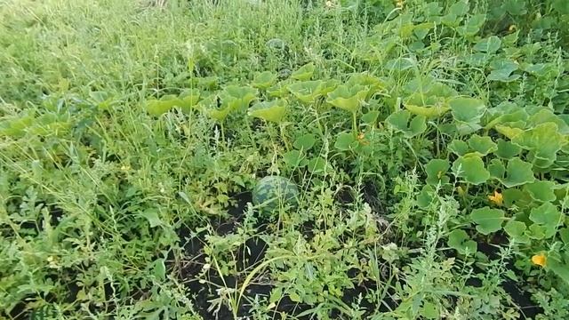 ?УЕХАЛ В ДЕРЕВНЮ/РЕАЛЬНЫЙ ПРИМЕР ПЕРЕЕЗДА/ОБЗОР ДОМА И УЧАСТКА/ЧАСТЬ 3 смотреть онлайн