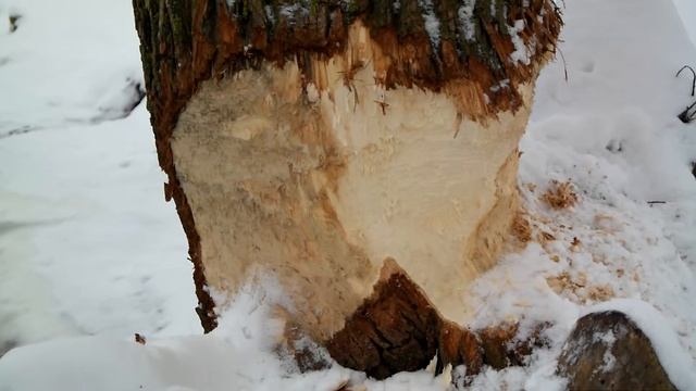 Samsung NX200 & Samsung NX 20-50mm f/3.5-5.6 смотреть онлайн