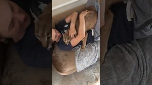 Каракал дома