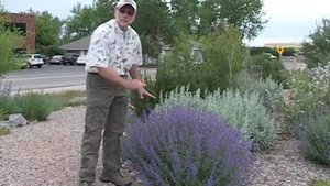 Six Hills Giant Catmint