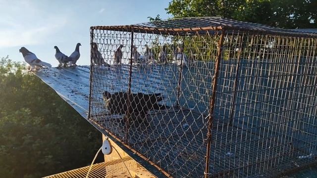 Приучение молодых голубей к голубятне