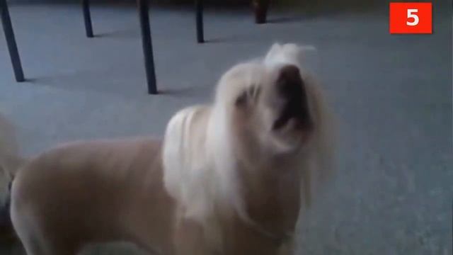 #16 ТОП - 10 маленьких собак которые не линяют и гипоаллергенные смотреть онлайн