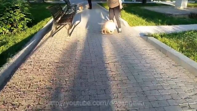Первая прогулка щенка золотистого ретривера