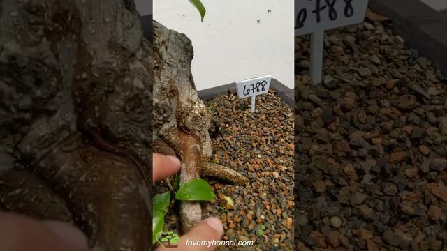 Fruiting Green Emerald Ficus Specimen Bonsai Tree смотреть онлайн