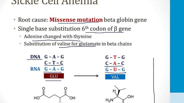 Клеточная биология USMLE - 1. Молекулярная биология - 2.Мутации ДНК