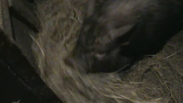 Как свиньи строят гнездо перед опоросом / How pigs build a nest before farrowing