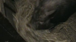 Как свиньи строят гнездо перед опоросом / How pigs build a nest before farrowing