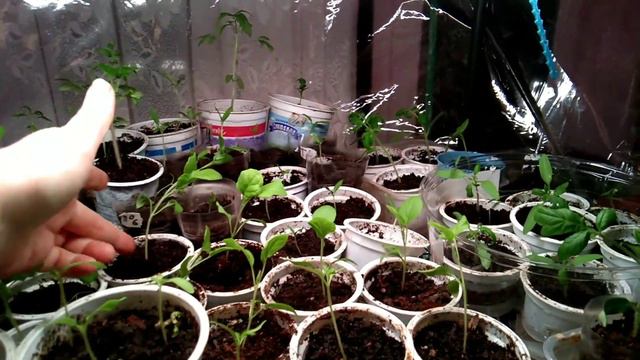 Корневин для рассады. смотреть онлайн