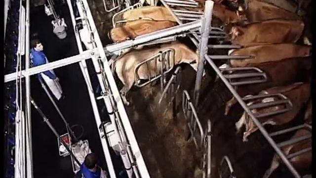 «Карусель» для овец и коз фирмы SAC смотреть онлайн