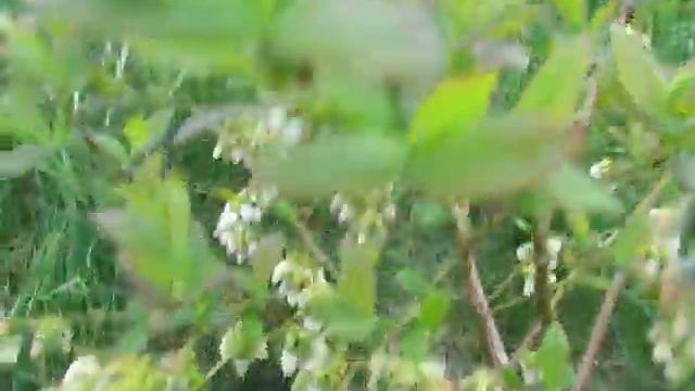 краснеют листочки на голубике в мае! что делать как с этим бороться? будет интересно для начинающих смотреть онлайн