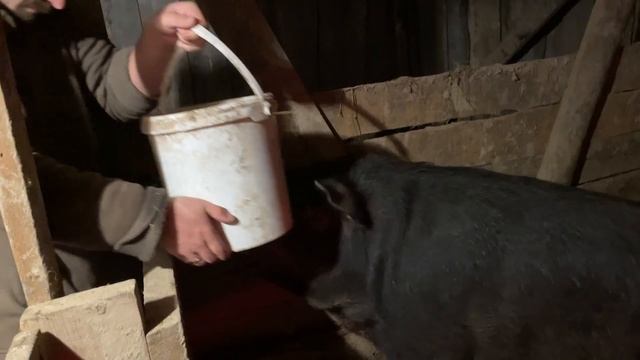 ПРОКОЛ ПО ВСЕМ ФРОНТАМ! КАК ГОТОВЯТ СЫРНИКИ В ДЕРЕВНЕ? НАША ФЕРМА! ЖИЗНЬ ПРОСТЫХ ЛЮДЕЙ В ДЕРЕВНЕ! смотреть онлайн